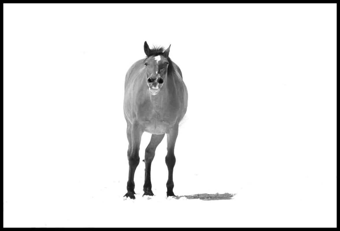 For the love of Wild Horses - Pryor Mountain Mustangs Photos. Wild Horse Photography