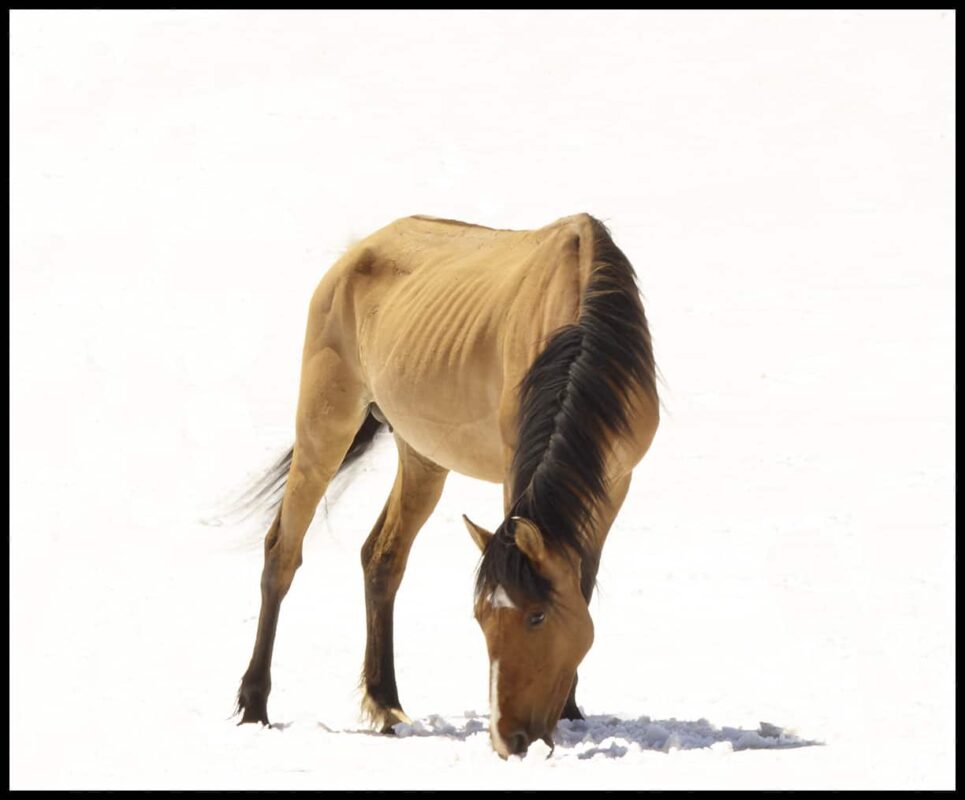 For the love of Wild Horses - Pryor Mountain Mustangs Photos. Wild Horse Photography