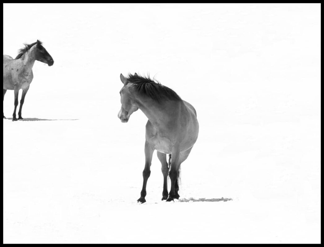For the love of Wild Horses - Pryor Mountain Mustangs Photos. Wild Horse Photography