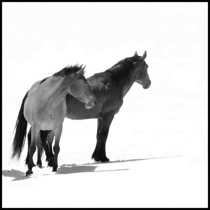 For the love of Wild Horses - Pryor Mountain Mustangs Photos. Wild Horse Photography