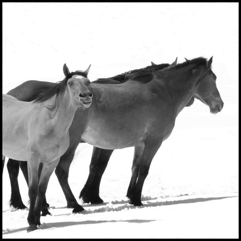 For the love of Wild Horses - Pryor Mountain Mustangs Photos. Wild Horse Photography