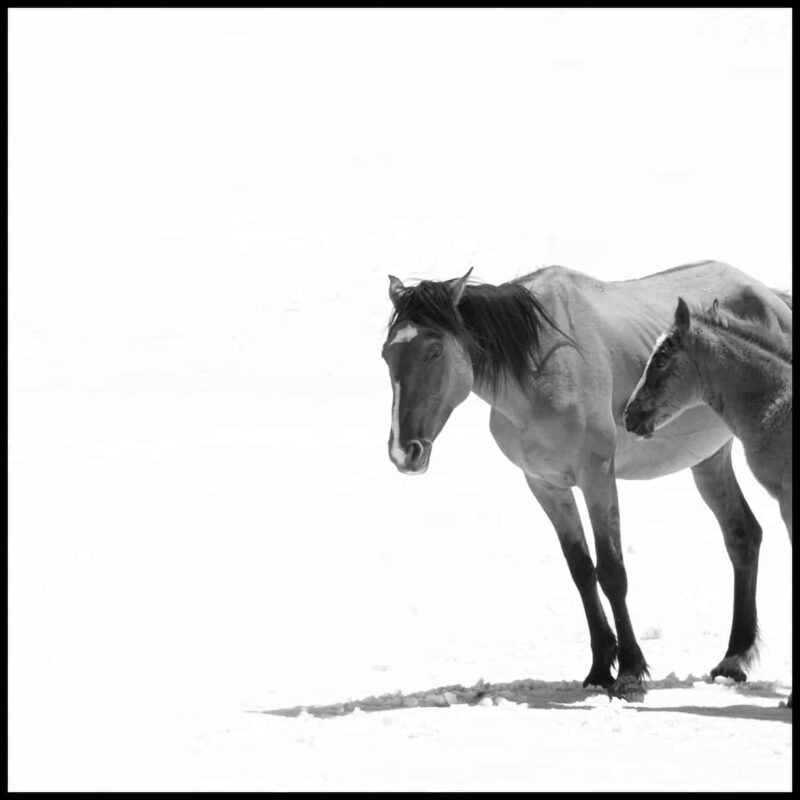 For the love of Wild Horses - Pryor Mountain Mustangs Photos. Wild Horse Photography