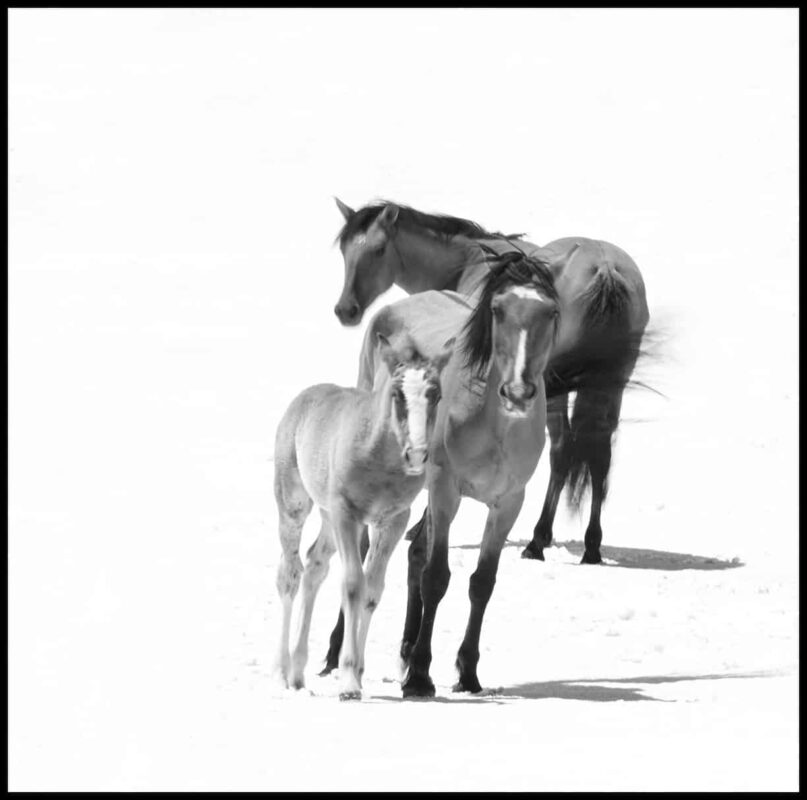 For the love of Wild Horses - Pryor Mountain Mustangs Photos. Wild Horse Photography