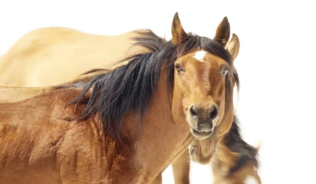 For the love of Wild Horses - Pryor Mountain Mustangs Photos