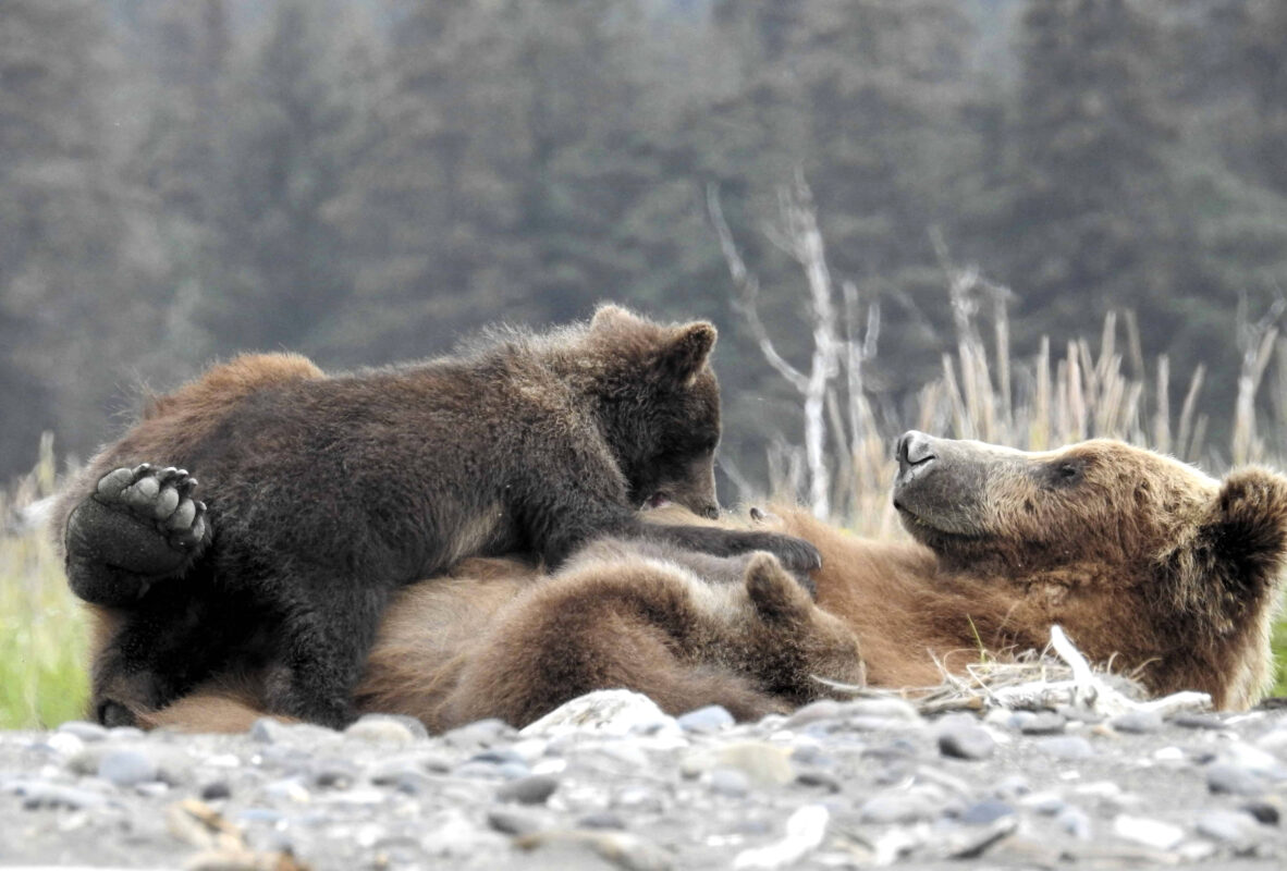 Grizzly Mama Bear nursing her Cubs in Alaska, mama bear nursing cubs, mama grizzly bear and cubs, grizzly mom and cubs, grizzly bear nursing, mama grizzly bear, grizzly mama bear