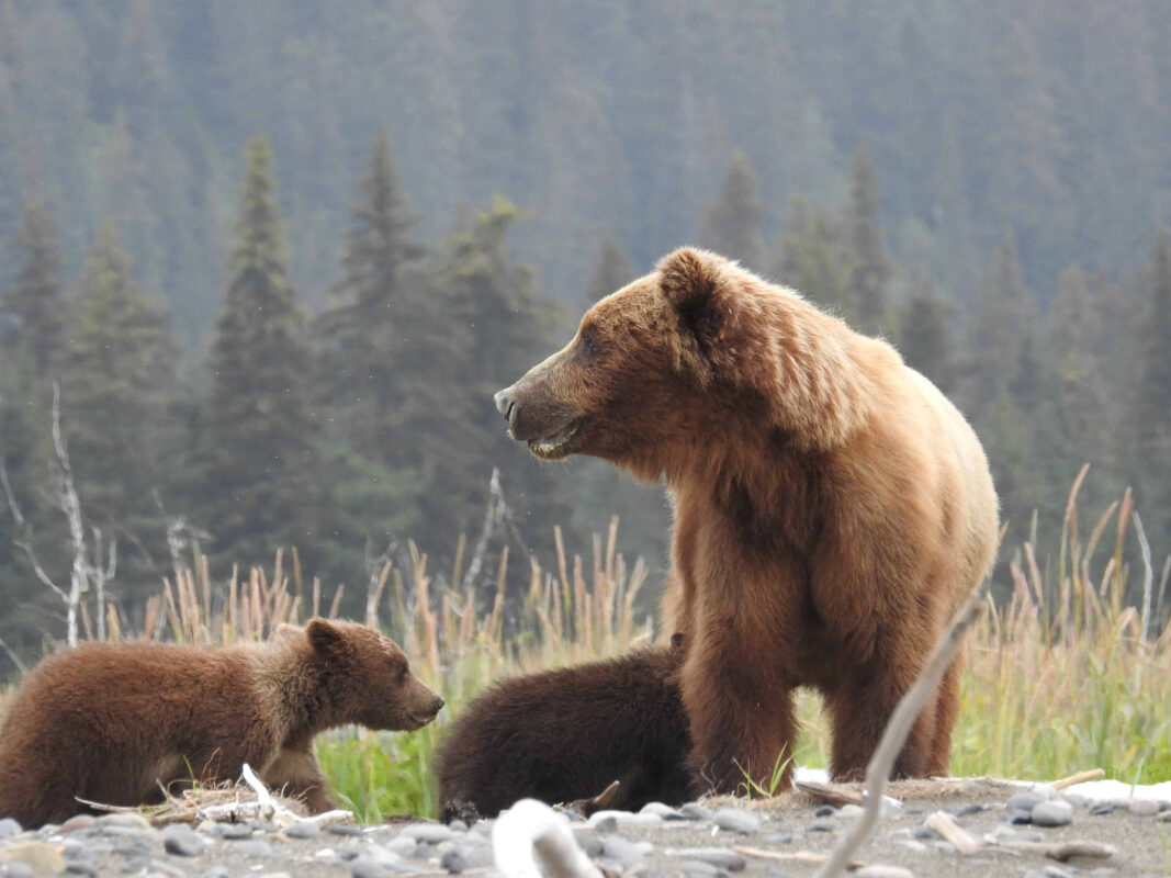 Grizzly Mama Bear nursing her Cubs in Alaska, mama bear nursing cubs, mama grizzly bear and cubs, grizzly mom and cubs, grizzly bear nursing, mama grizzly bear, grizzly mama bear