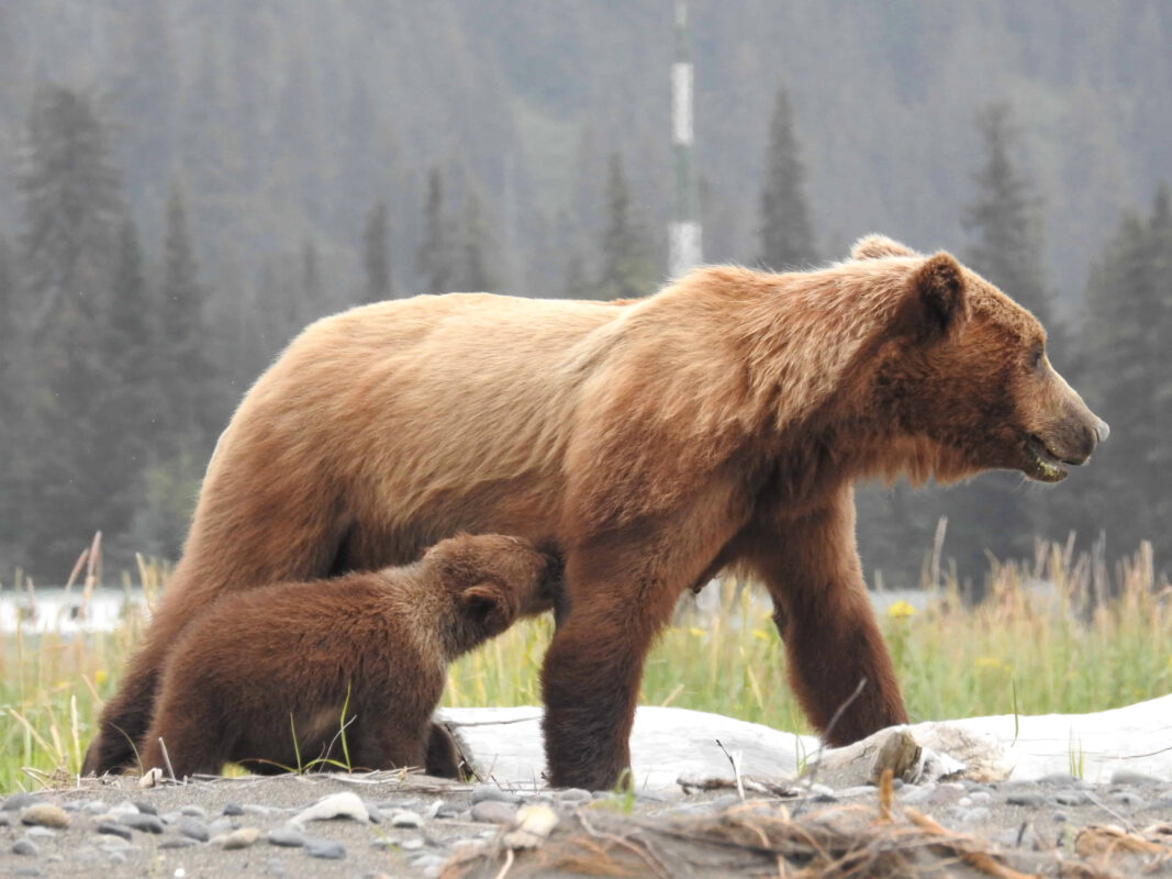 Grizzly Mama Bear nursing her Cubs in Alaska, mama bear nursing cubs, mama grizzly bear and cubs, grizzly mom and cubs, grizzly bear nursing, mama grizzly bear, grizzly mama bear
