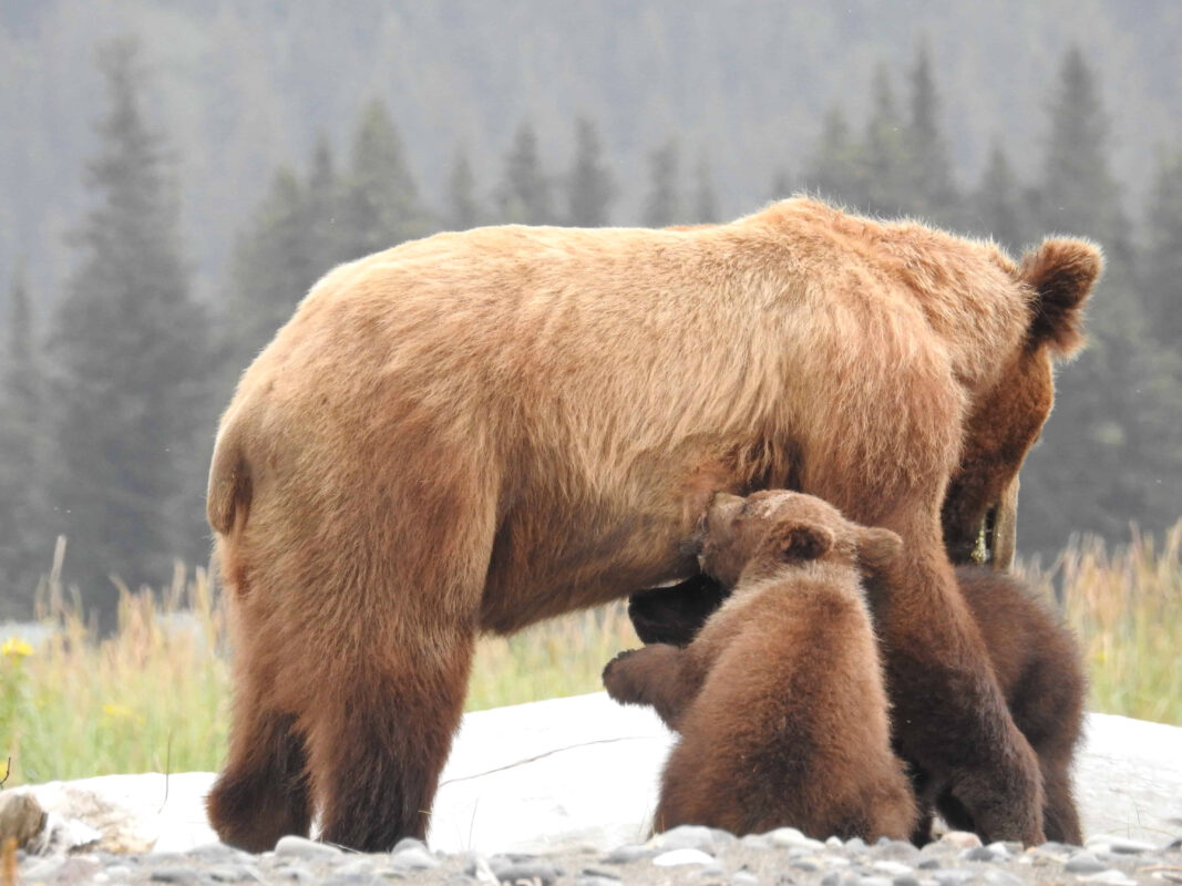 Grizzly Mama Bear nursing her Cubs in Alaska, mama bear nursing cubs, mama grizzly bear and cubs, grizzly mom and cubs, grizzly bear nursing, mama grizzly bear, grizzly mama bear