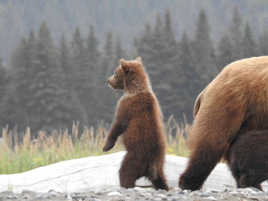 Grizzly Mama Bear nursing her Cubs in Alaska, mama bear nursing cubs, mama grizzly bear and cubs, grizzly mom and cubs, grizzly bear nursing, mama grizzly bear, grizzly mama bear