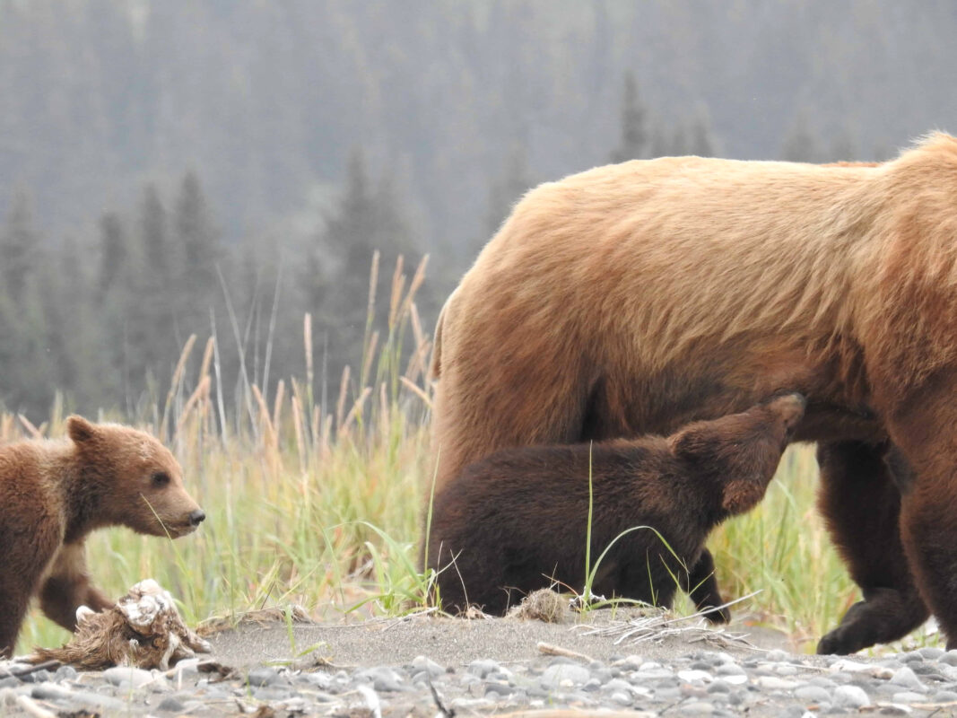 Grizzly Mama Bear nursing her Cubs in Alaska, mama bear nursing cubs, mama grizzly bear and cubs, grizzly mom and cubs, grizzly bear nursing, mama grizzly bear, grizzly mama bear