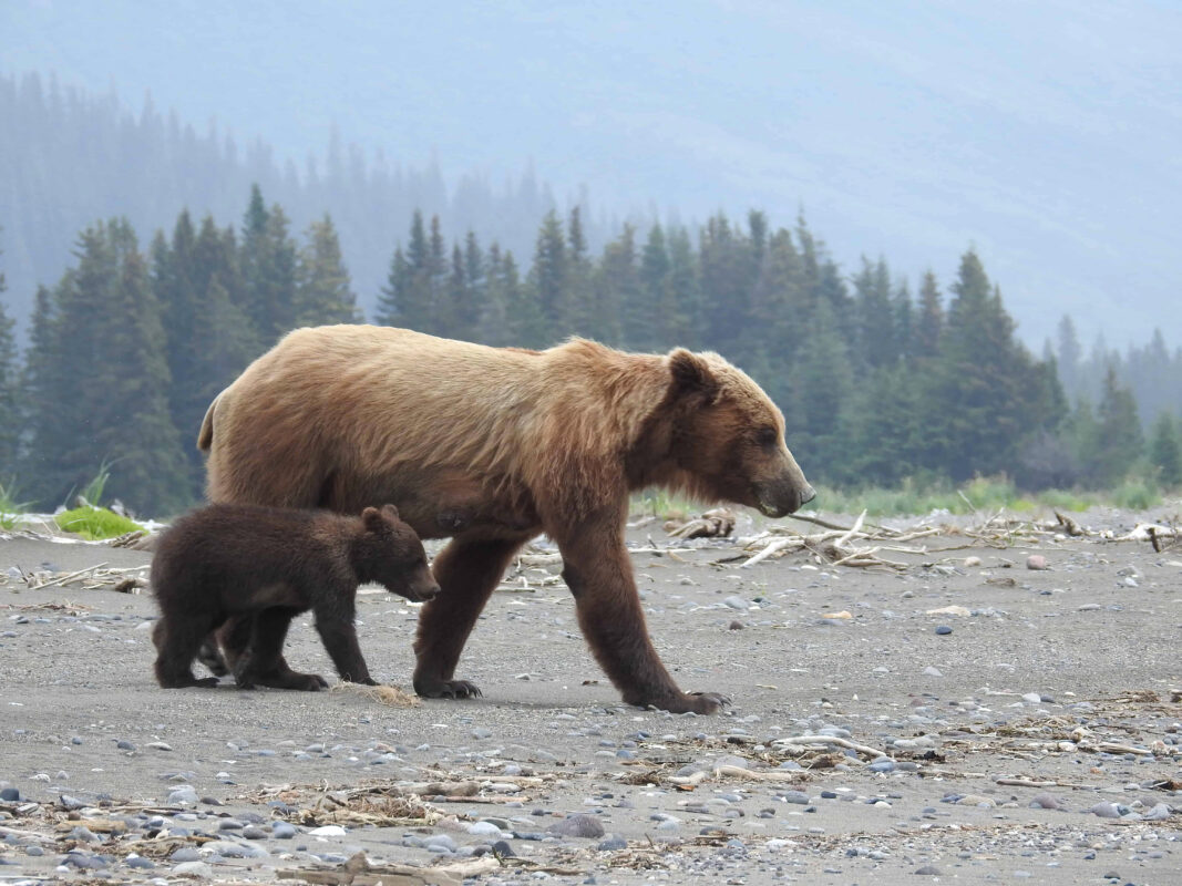 Grizzly Mama Bear nursing her Cubs in Alaska, mama bear nursing cubs, mama grizzly bear and cubs, grizzly mom and cubs, grizzly bear nursing, mama grizzly bear, grizzly mama bear