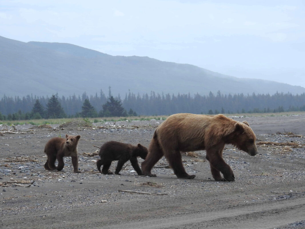 Grizzly Mama Bear nursing her Cubs in Alaska, mama bear nursing cubs, mama grizzly bear and cubs, grizzly mom and cubs, grizzly bear nursing, mama grizzly bear, grizzly mama bear