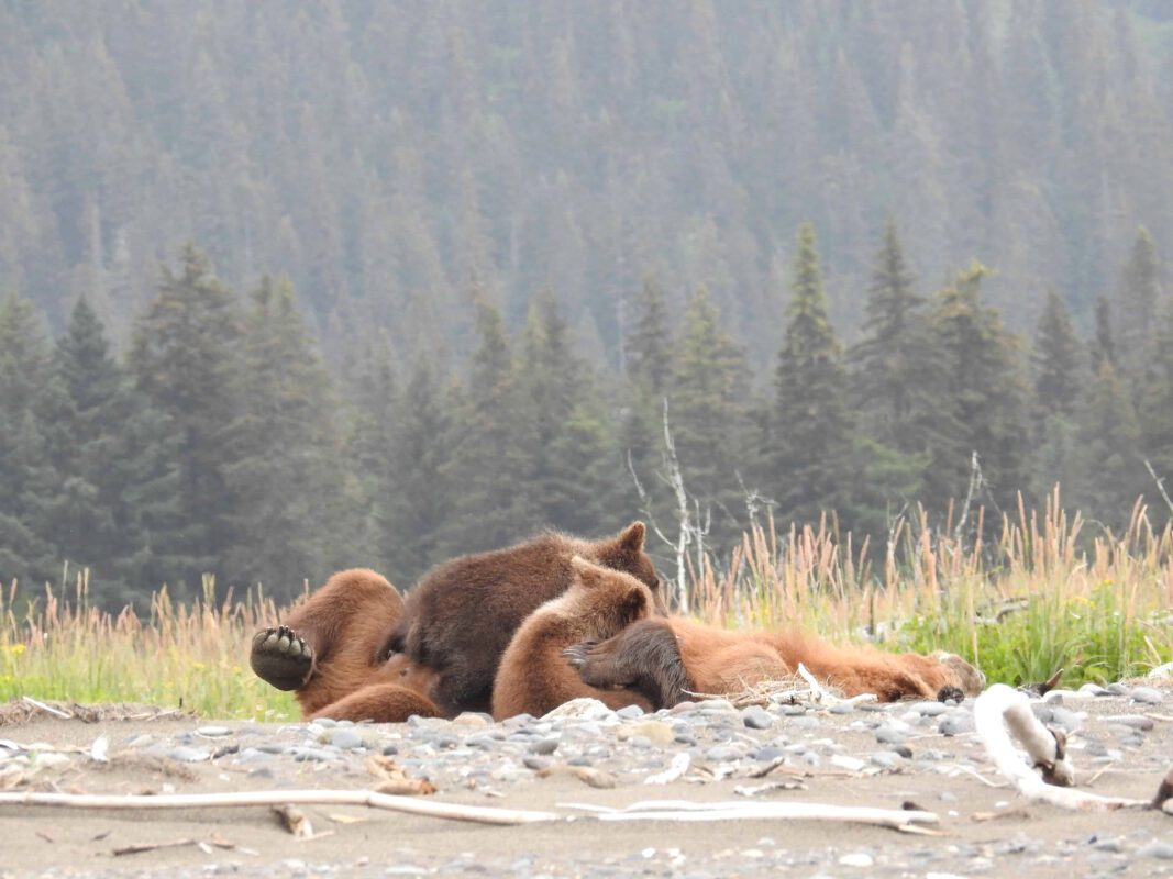 Grizzly Mama Bear nursing her Cubs in Alaska, mama bear nursing cubs, mama grizzly bear and cubs, grizzly mom and cubs, grizzly bear nursing, mama grizzly bear, grizzly mama bear