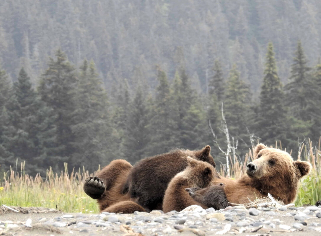 Grizzly Mama Bear nursing her Cubs in Alaska, mama bear nursing cubs, mama grizzly bear and cubs, grizzly mom and cubs, grizzly bear nursing, mama grizzly bear, grizzly mama bear