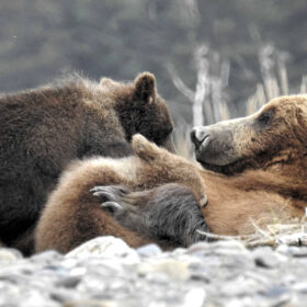 Grizzly Mama Bear nursing her Cubs in Alaska, mama bear nursing cubs, mama grizzly bear and cubs, grizzly mom and cubs, grizzly bear nursing, mama grizzly bear, grizzly mama bear