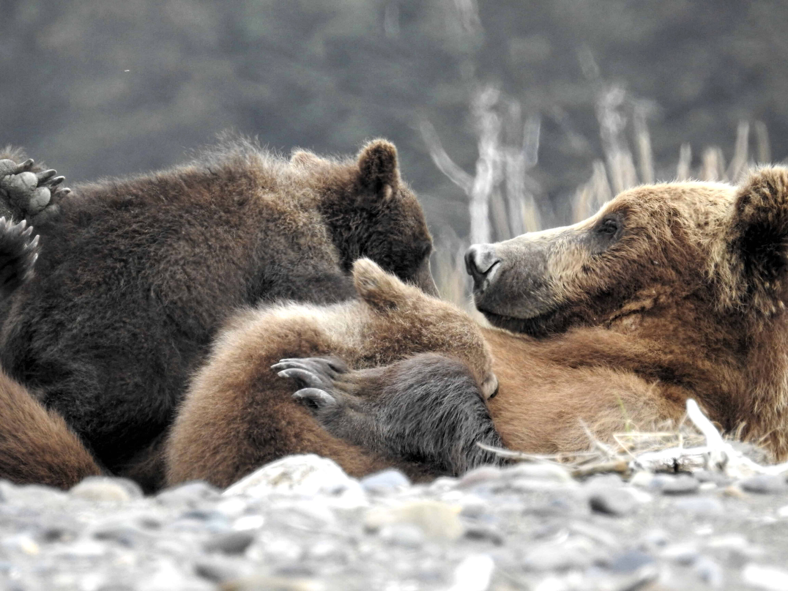 Grizzly Mama Bear nursing her Cubs in Alaska, mama bear nursing cubs, mama grizzly bear and cubs, grizzly mom and cubs, grizzly bear nursing, mama grizzly bear, grizzly mama bear