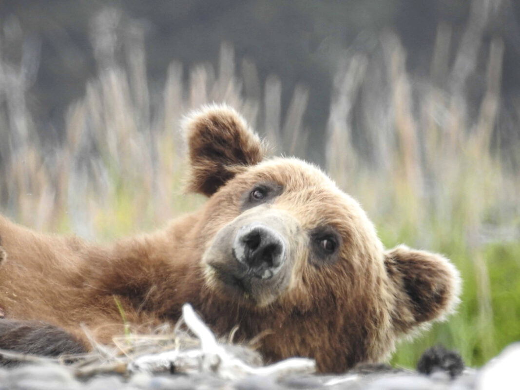 Grizzly Mama Bear nursing her Cubs in Alaska, mama bear nursing cubs, mama grizzly bear and cubs, grizzly mom and cubs, grizzly bear nursing, mama grizzly bear, grizzly mama bear