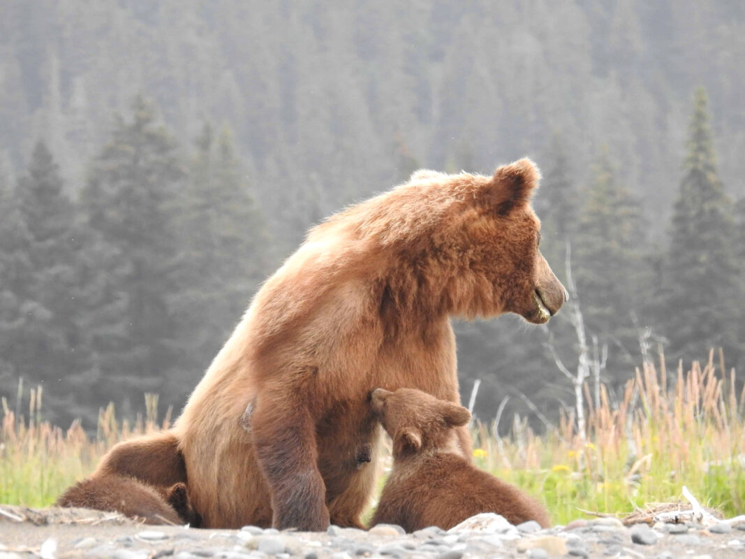 Grizzly Mama Bear nursing her Cubs in Alaska, mama bear nursing cubs, mama grizzly bear and cubs, grizzly mom and cubs, grizzly bear nursing, mama grizzly bear, grizzly mama bear