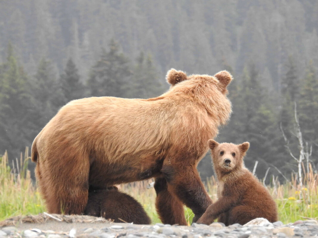Grizzly Mama Bear nursing her Cubs in Alaska, mama bear nursing cubs, mama grizzly bear and cubs, grizzly mom and cubs, grizzly bear nursing, mama grizzly bear, grizzly mama bear