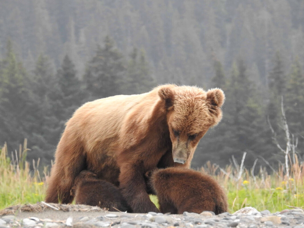 Grizzly Mama Bear nursing her Cubs in Alaska, mama bear nursing cubs, mama grizzly bear and cubs, grizzly mom and cubs, grizzly bear nursing, mama grizzly bear, grizzly mama bear