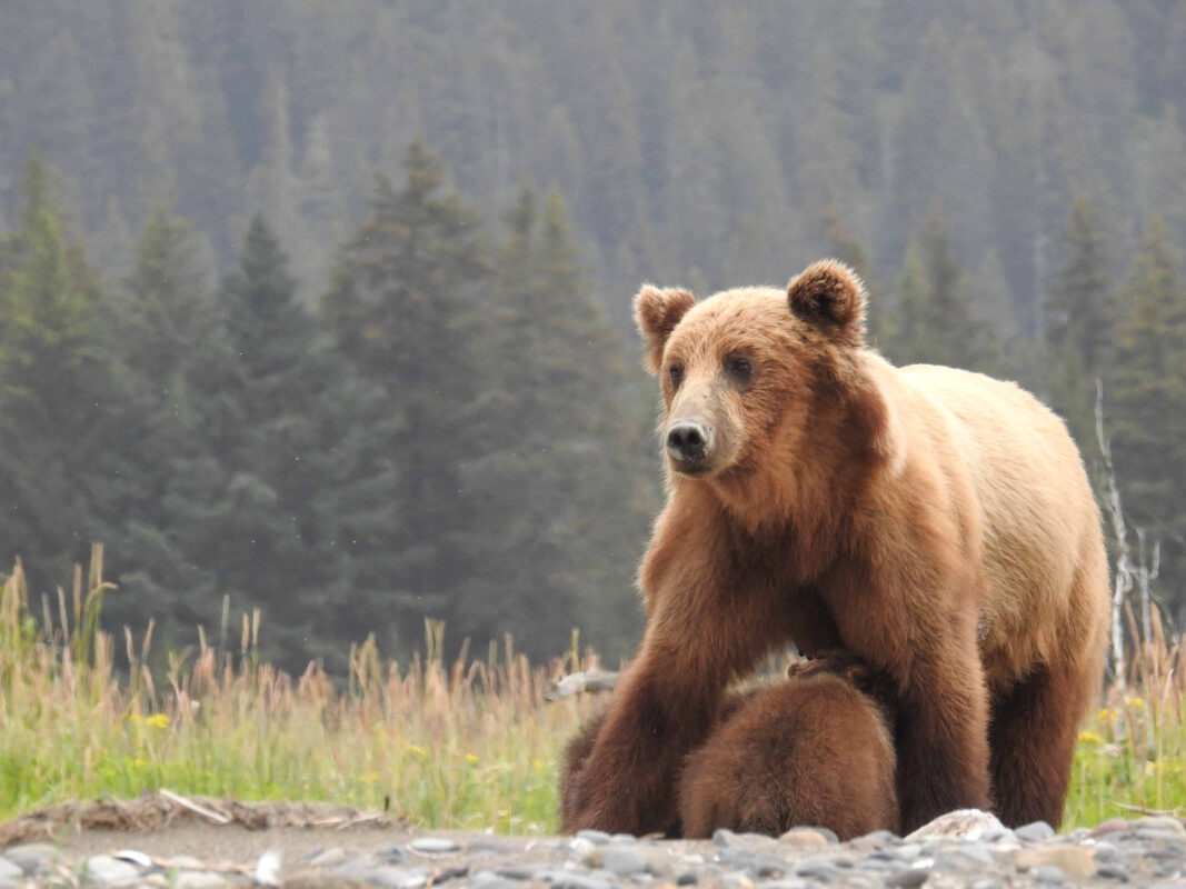 Grizzly Mama Bear nursing her Cubs in Alaska, mama bear nursing cubs, mama grizzly bear and cubs, grizzly mom and cubs, grizzly bear nursing, mama grizzly bear, grizzly mama bear