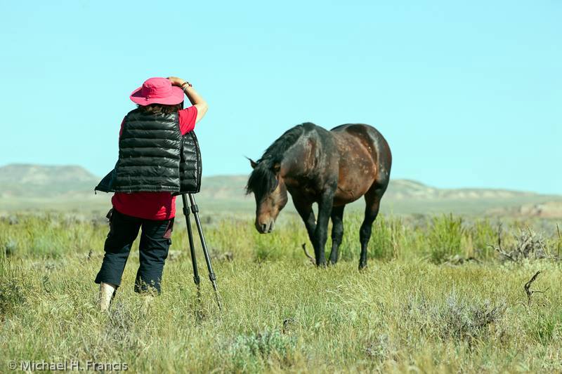 Among wild Horses, A Portrait of the Pryor Mountain Mustangs, Beauty of the World's Wild Horses Photography, The Adventure of Photographing Wild Horses, Dr Zenaidy Castro globetrotting Dentist and Photographer