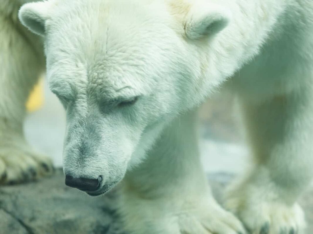 Polar Bear in the Zoo, Polar Bear in Captivity, Polar Bears in Zoos, Captive polar bears, Born to Roam: The Suffering of Polar Bears in Zoos, Polar Bears in Captivity