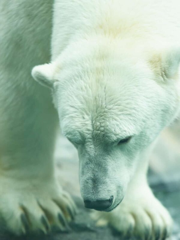 Polar Bear in the Zoo, Polar Bear in Captivity, Polar Bears in Zoos, Captive polar bears, Born to Roam: The Suffering of Polar Bears in Zoos, Polar Bears in Captivity