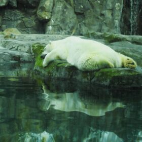 Polar Bear in the Zoo, Polar Bear in Captivity, Polar Bears in Zoos, Captive polar bears, Born to Roam: The Suffering of Polar Bears in Zoos, Polar Bears in Captivity