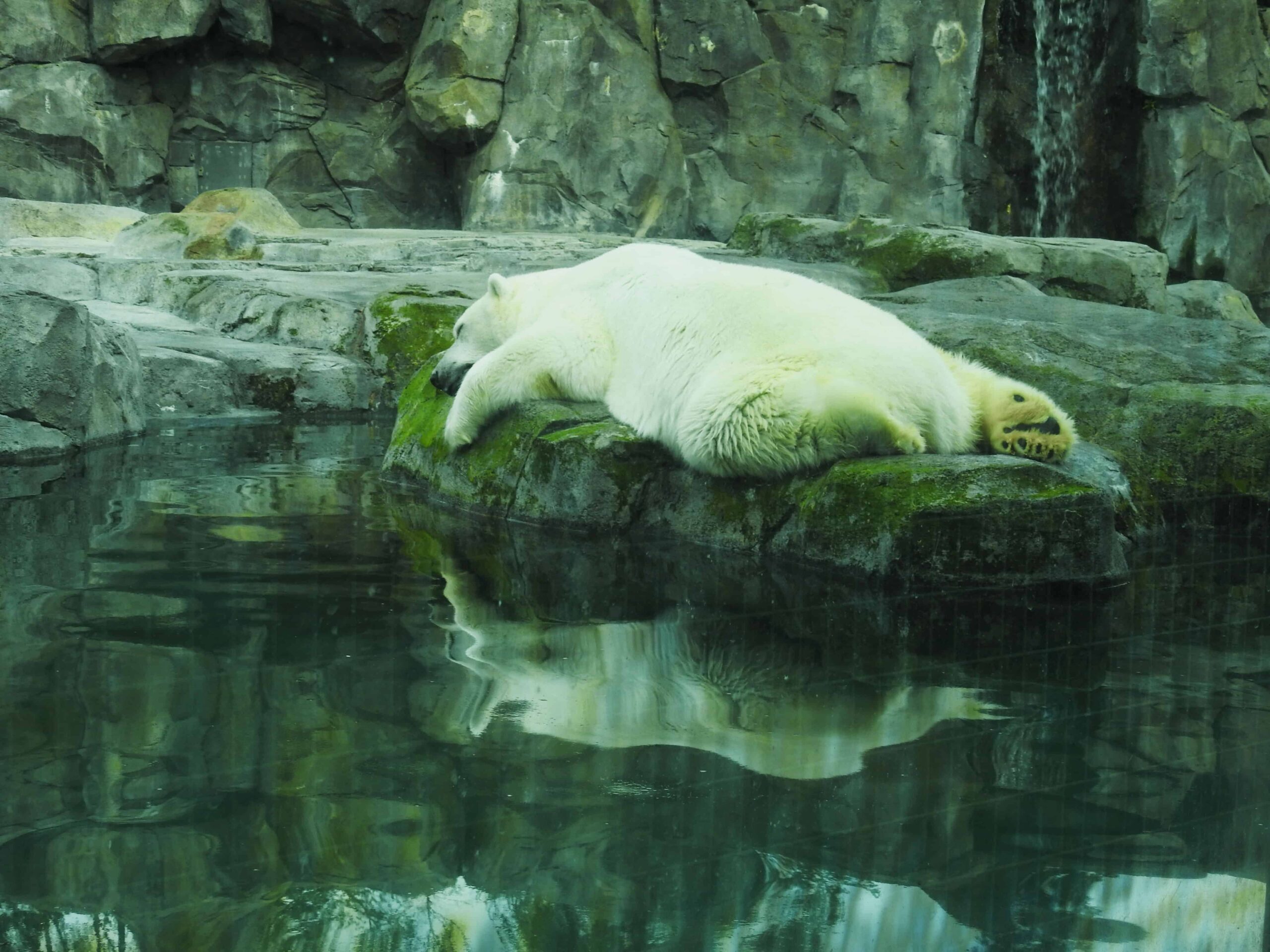 Polar Bear in the Zoo, Polar Bear in Captivity, Polar Bears in Zoos, Captive polar bears, Born to Roam: The Suffering of Polar Bears in Zoos, Polar Bears in Captivity