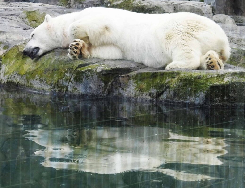 Polar Bear in the Zoo, Polar Bear in Captivity, Polar Bears in Zoos, Captive polar bears, Born to Roam: The Suffering of Polar Bears in Zoos, Polar Bears in Captivity