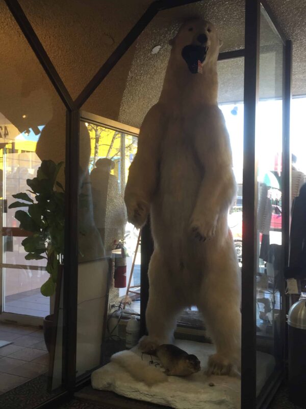 Polar Bear in the Zoo, Polar Bear in Captivity, Polar Bears in Zoos, Captive polar bears, Born to Roam: The Suffering of Polar Bears in Zoos, Polar Bears in Captivity