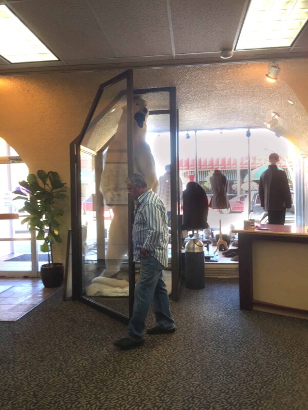 Polar Bear in the Zoo, Polar Bear in Captivity, Polar Bears in Zoos, Captive polar bears, Born to Roam: The Suffering of Polar Bears in Zoos, Polar Bears in Captivity