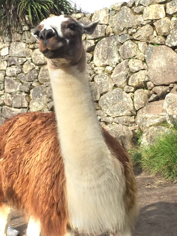 Llamas of Machu Picchu, llamas in peru, Llamas And The Peruvian Culture, Historic Sanctuary of Machu Picchu, Machu Picchu Travel Guide
