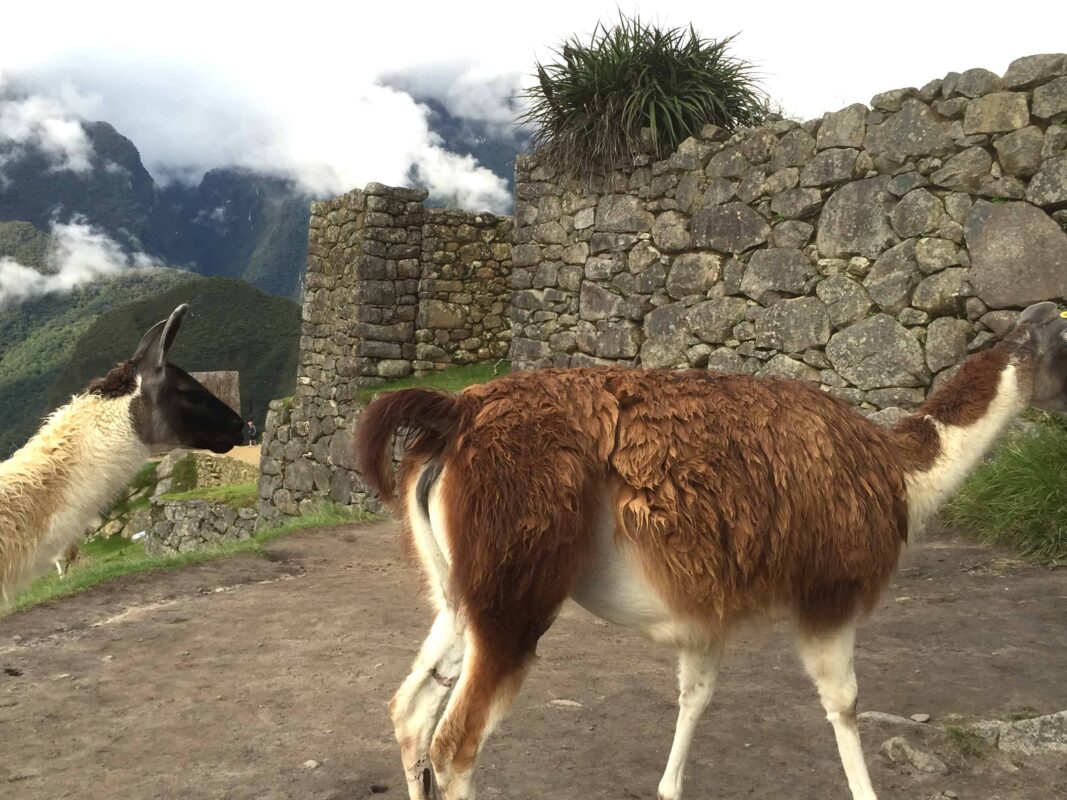 Llamas of Machu Picchu, llamas in peru, Llamas And The Peruvian Culture, Historic Sanctuary of Machu Picchu, Machu Picchu Travel Guide