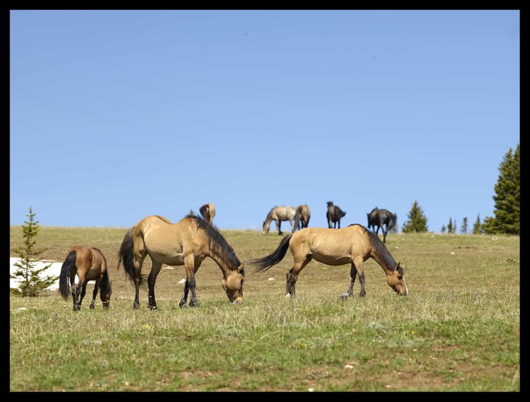 Facts About America's Wild Horses, Mustangs: Facts About America's Wild Horses Society, Wild Horses Community or Society, Feral Horses Society