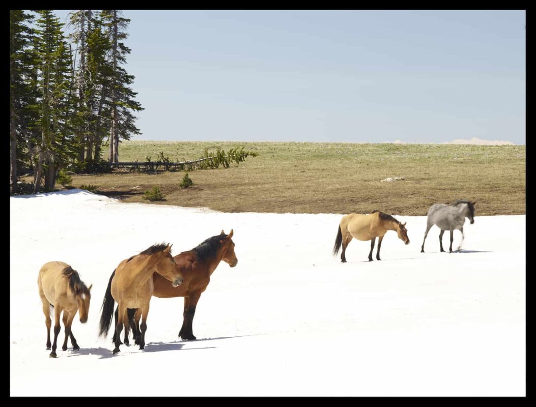 Facts About America's Wild Horses, Mustangs: Facts About America's Wild Horses Society, Wild Horses Community or Society, Feral Horses Society