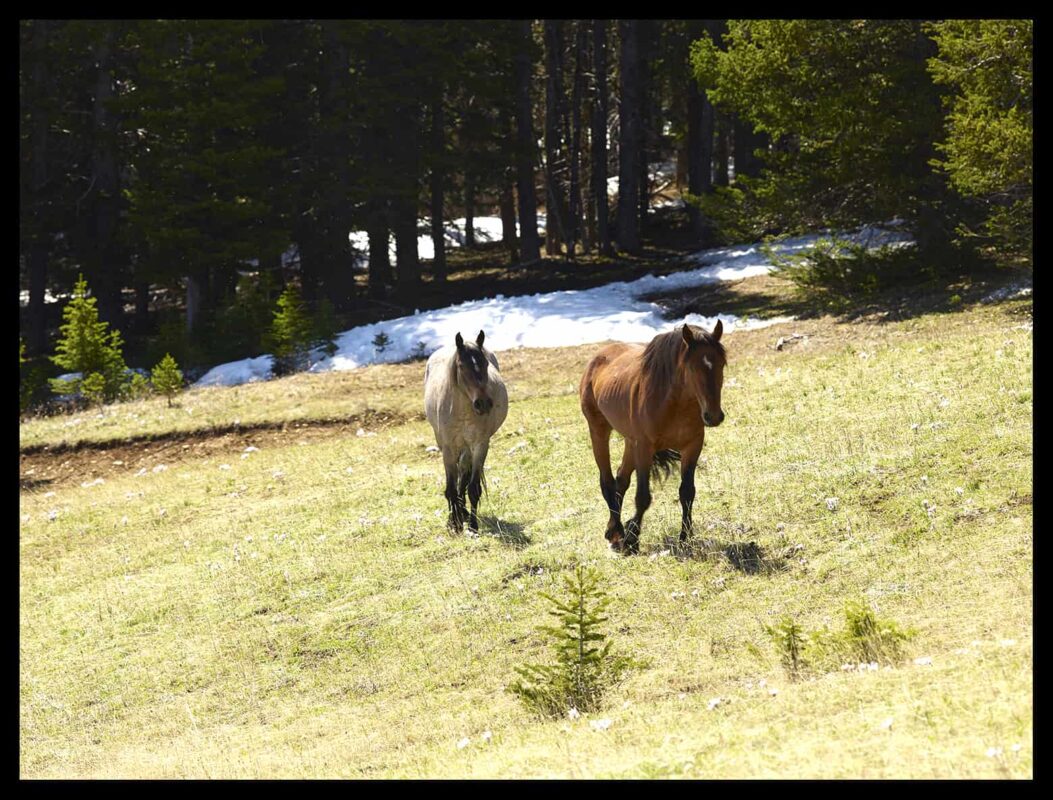 Facts About America's Wild Horses, Mustangs: Facts About America's Wild Horses Society, Wild Horses Community or Society, Feral Horses Society