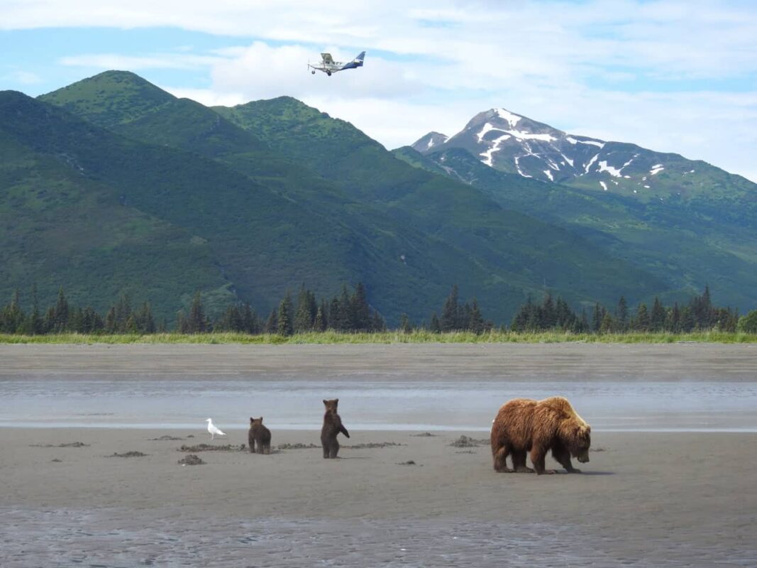 Grizzly Mama Bear nursing her Cubs in Alaska, mama bear nursing cubs, mama grizzly bear and cubs, grizzly mom and cubs, grizzly bear nursing, mama grizzly bear, grizzly mama bear