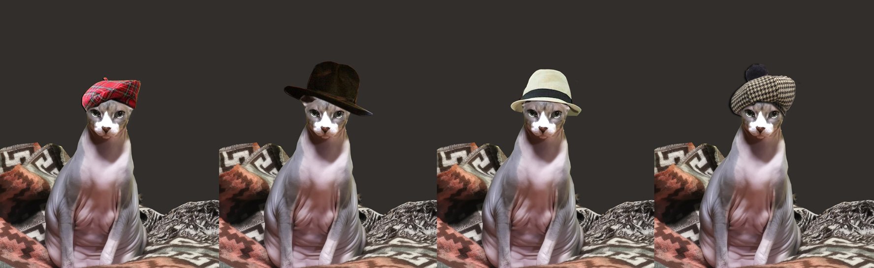 Zucky my most beloved Sphyx cats