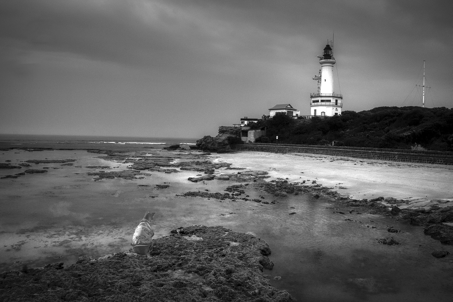 Exotic Cat Breed in Art - Sphynx Cats in Art - Exotic Sphynx Cats Photos for sale