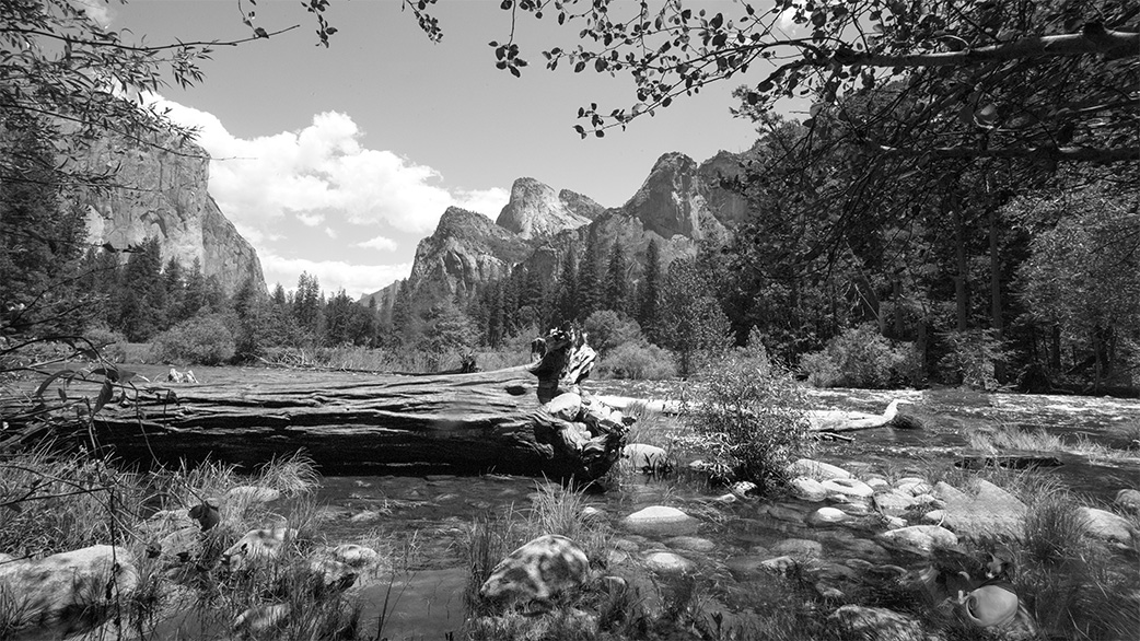 Exotic Cat Breed in Art - Sphynx Cats in Art - Exotic Sphynx Cats Photos for sale