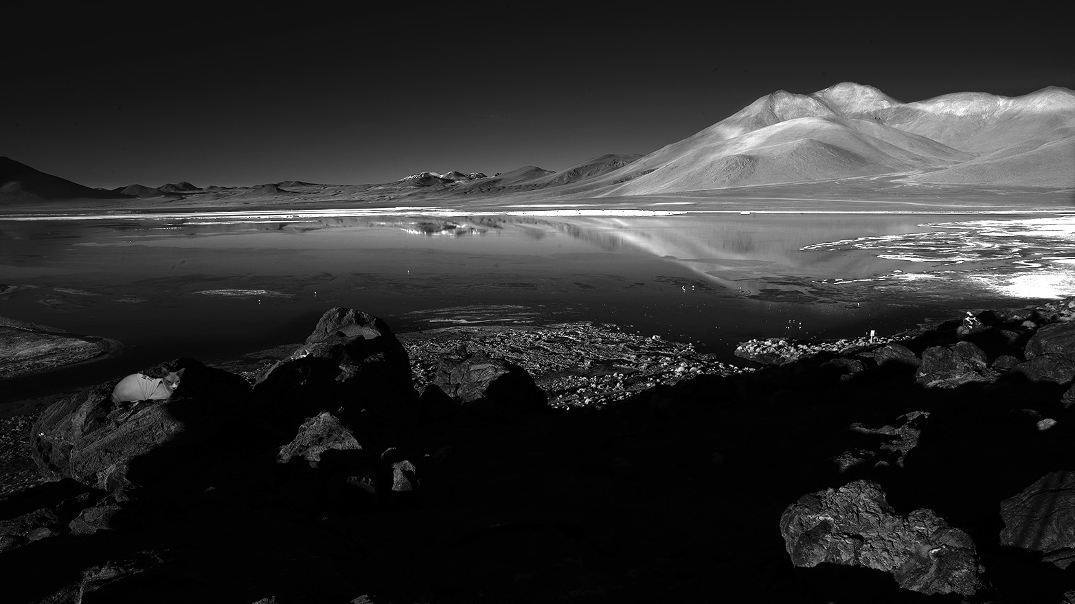 Exotic Cat Breed in Art - Sphynx Cats in Art - Exotic Sphynx Cats Photos for sale