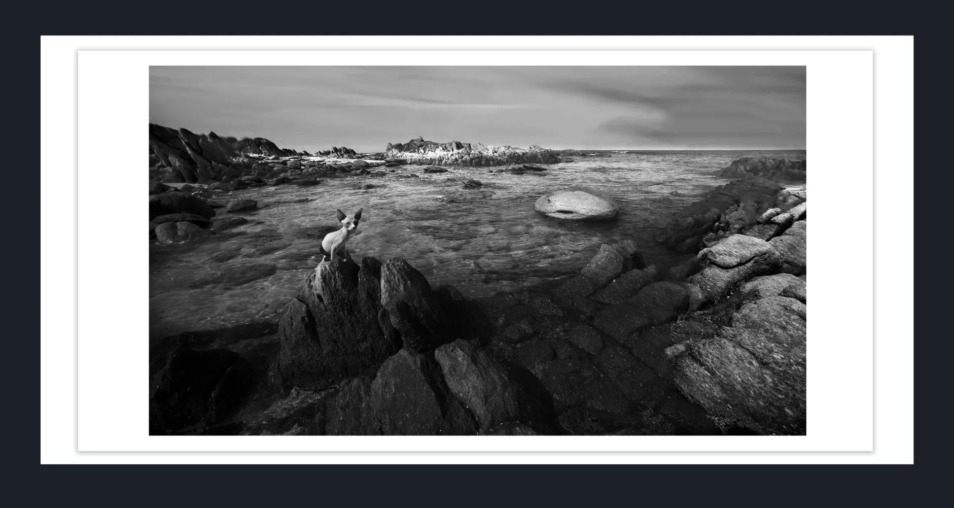 IMMORTALIZE YOUR PET THROUGH ARTS