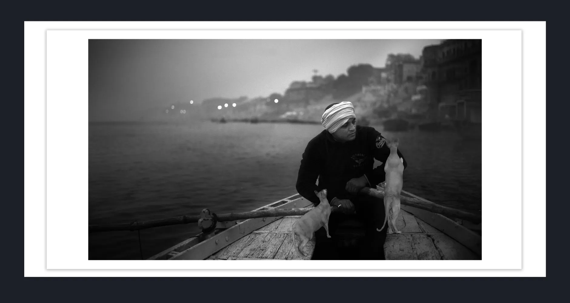 Exotic Cat Breed in Art - Sphynx Cats in Art - Exotic Sphynx Cats Photos for sale