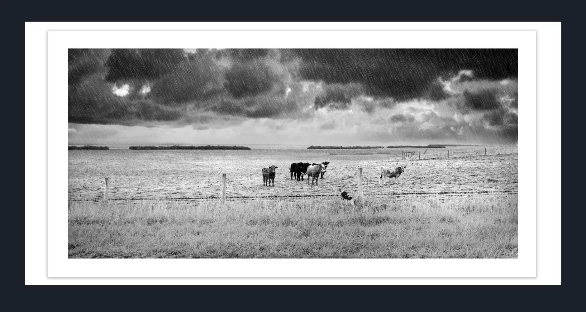 Exotic Cat Breed in Art - Sphynx Cats in Art - Exotic Sphynx Cats Photos for sale