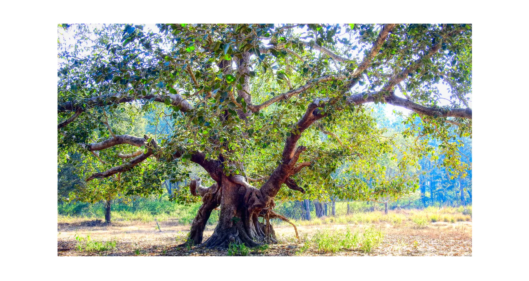 Panoramic Trees Forests and Woodlands Photos for sale, Forests and woodlands Wall Art, Shop Tree Panoramic Prints & Landscape Wall Art, Woodland Photos for Sale, Trees and Landscape