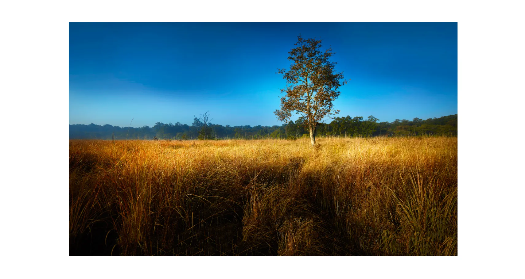 Panoramic Trees Forests and Woodlands Photos for sale, Forests and woodlands Wall Art, Shop Tree Panoramic Prints & Landscape Wall Art, Woodland Photos for Sale, Trees and Landscape