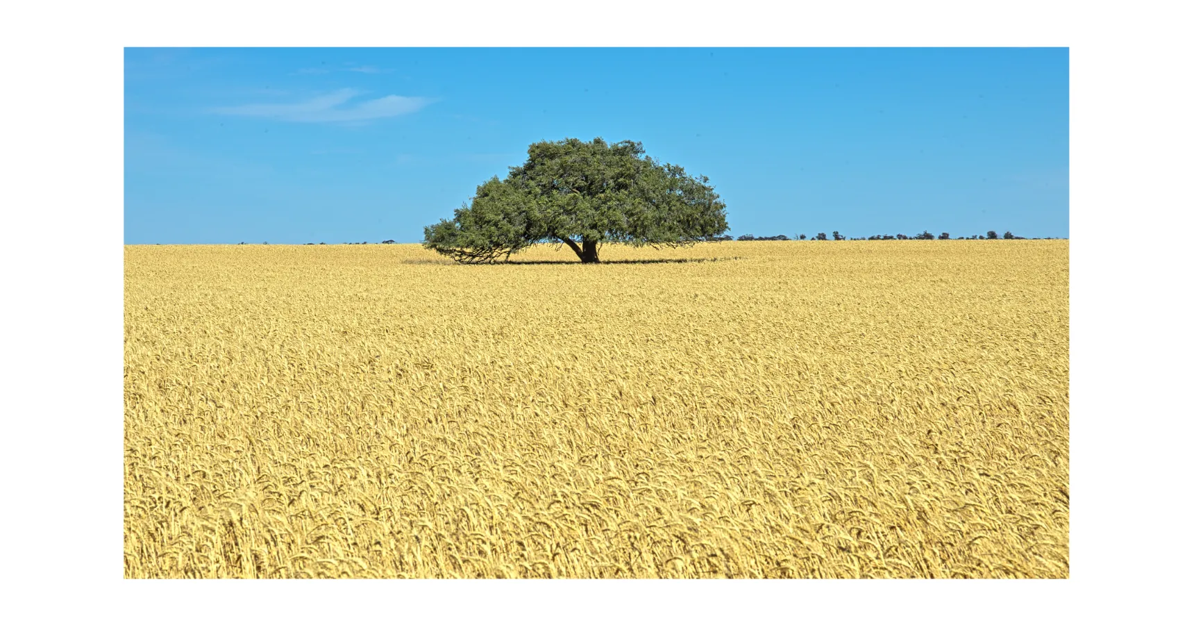 Panoramic Trees Forests and Woodlands Photos for sale, Forests and woodlands Wall Art, Shop Tree Panoramic Prints & Landscape Wall Art, Woodland Photos for Sale, Trees and Landscape