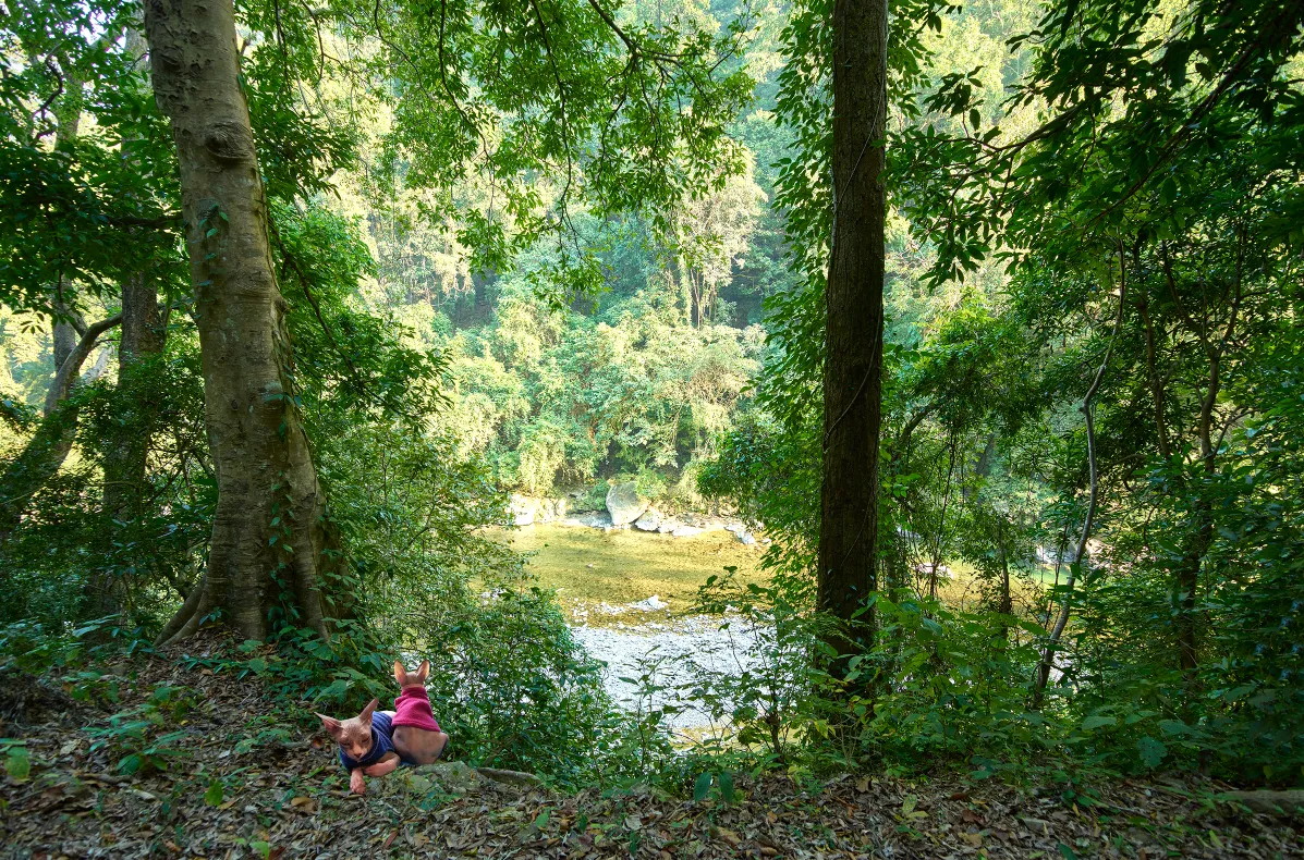 Immortalize Your Pets Through Arts - Pet Grief, Coping with Losing a Pet